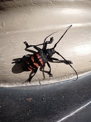 Ceroplesis capensis