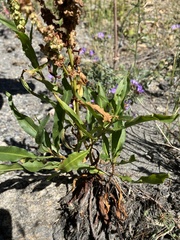 Rumex triangulivalvis