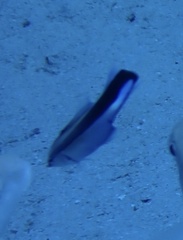 Labroides dimidiatus