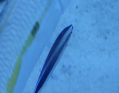 Labroides dimidiatus