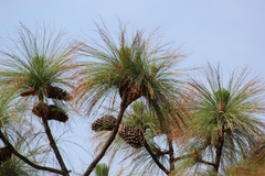 Pinus devoniana