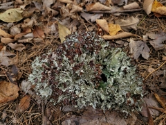 Platismatia tuckermanii