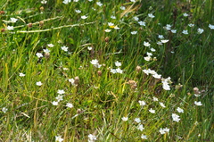 Parnassia cirrata intermedia