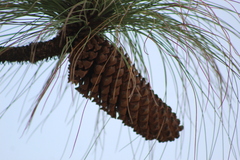 Pinus devoniana