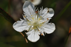 Parnassia cirrata intermedia
