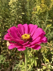 Zinnia elegans