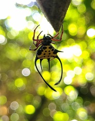 Macracantha
