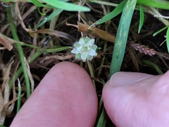 Dichondra donelliana