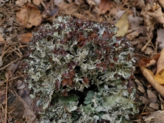 Platismatia tuckermanii