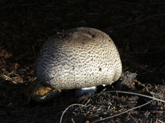 Agaricus augustus