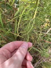 Euthamia caroliniana