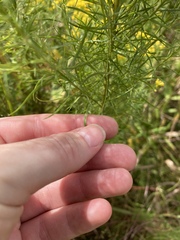 Euthamia caroliniana
