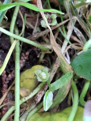 Image of Dichondra donelliana by (c) Alison Northup, some rights reserved (CC BY)