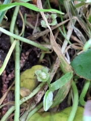 Dichondra donelliana