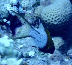 Bodianus anthioides