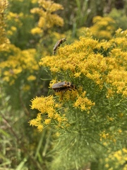 Euthamia caroliniana