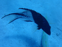 Bodianus anthioides