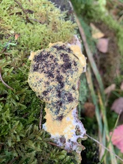 Nectriopsis violacea