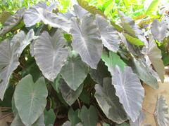Xanthosoma