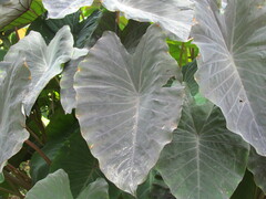 Xanthosoma