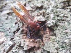 Polistes gigas