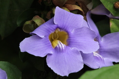 Thunbergia