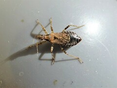 Himacerus mirmicoides