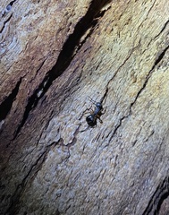 Polyrhachis femorata