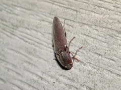 Elateridae