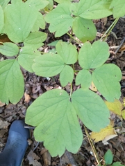 Caulophyllum thalictroides