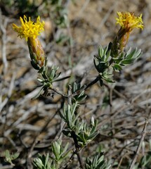Pteronia glauca