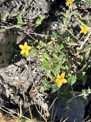 Mentzelia oligosperma