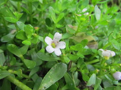 Bacopa