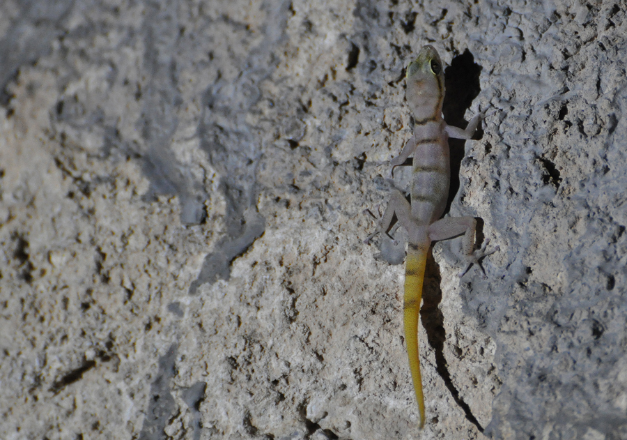 Arnold's Leaf-Toed Gecko