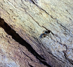 Polyrhachis femorata
