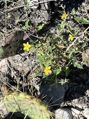 Mentzelia oligosperma