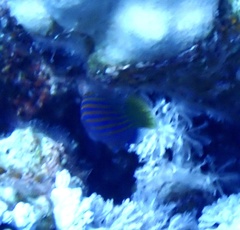 Pseudocheilinus hexataenia