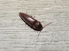 Elateridae