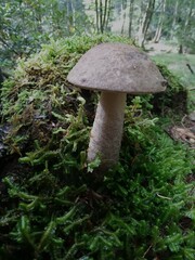 Leccinum snellii