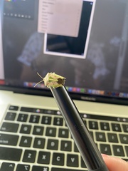 Edessa collaris-group