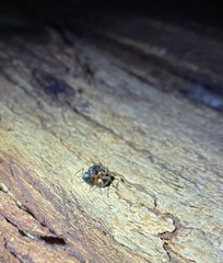 Polyrhachis femorata