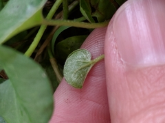 Dichondra donelliana