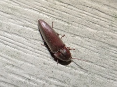 Elateridae
