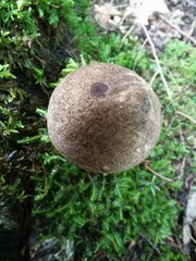 Leccinum snellii