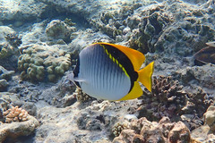 Chaetodon lineolatus