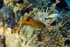 Pomacentrus sulfureus