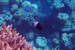 Pycnochromis dimidiatus