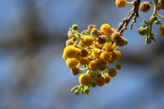 Vachellia pennatula
