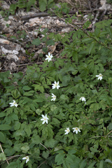 Anemonoides nemorosa
