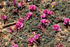 Indigofera humifusoides